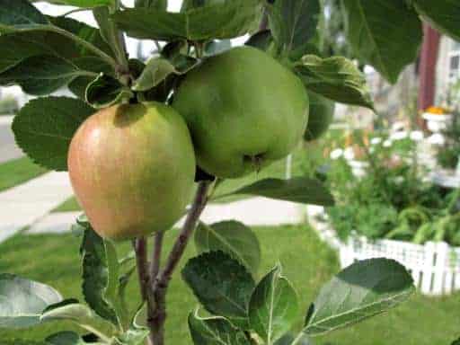 apple tree with two green fruits