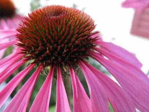 close up of echinacea flower