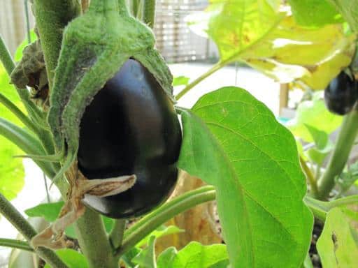 close up of eggplant in the yard