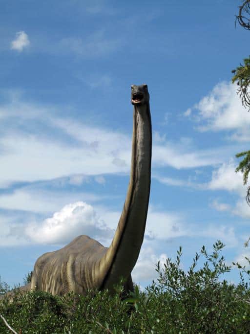 a real Apatosaurus inside Jurassic Forest