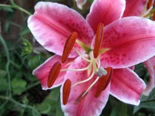close up of pink oriental lily flower
