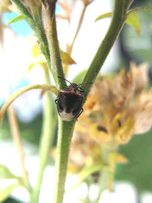 close up of a bug in a stem of plant