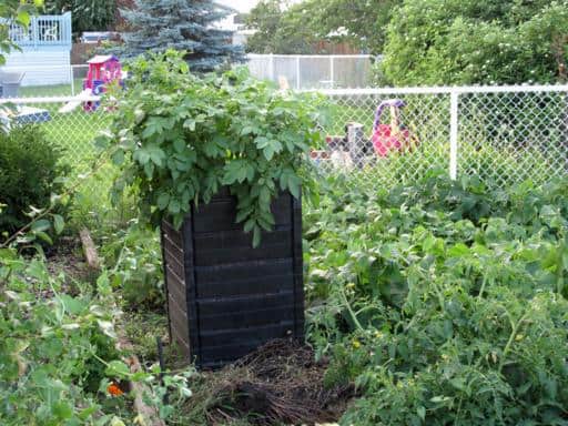 compost container full of potato plants
