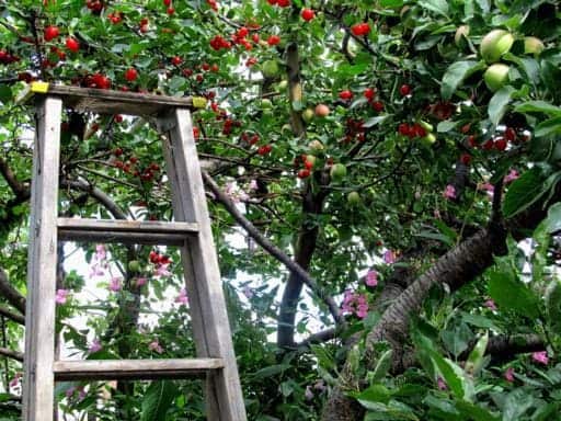 a ladder and lots of cherry fruits in a tree