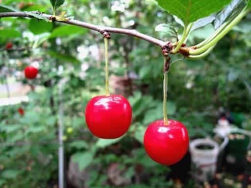 close up of fresh red cherry fruits