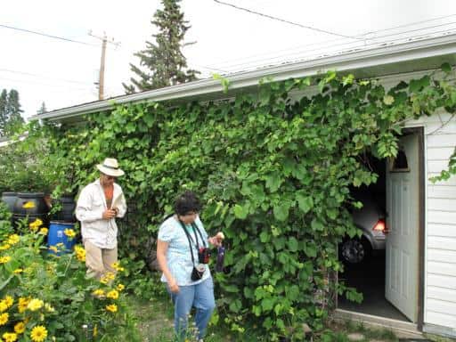 man and woman walking, grapes vines covering the garage of the house