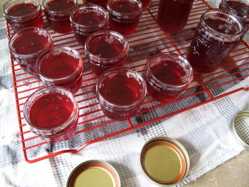 sterilized jars filled with cranberry jelly in red cooling rack