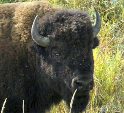 close up of buffalo wild eyes