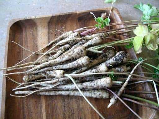 newly harvest parsnips in a wooden tray