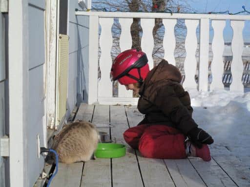 christmaseve1_512x384 little girl feeding a cat