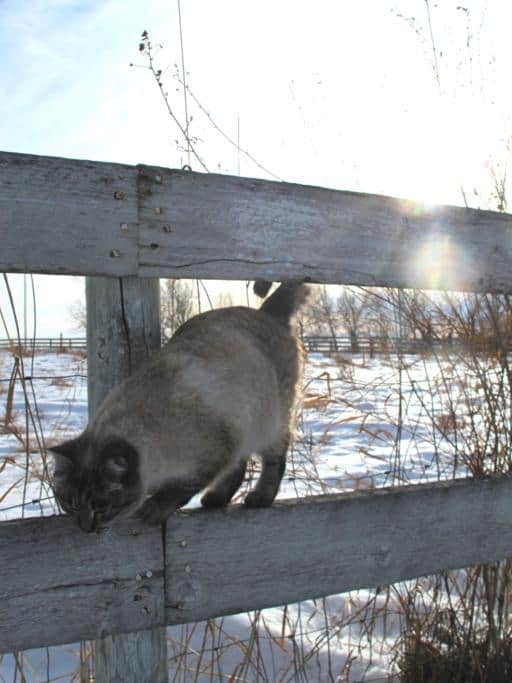christmaseve9_512x683 close up of a barn cat