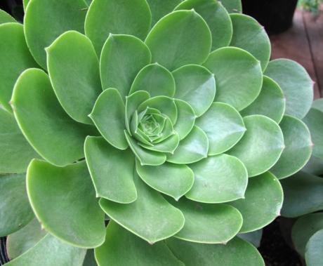 close up of echeveria 