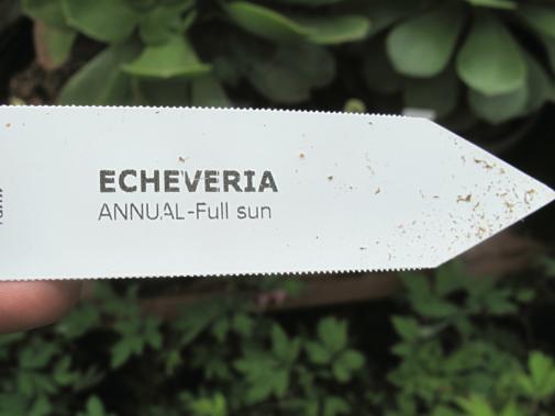 close up of echeveria label