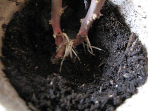 peat pots with planting soil