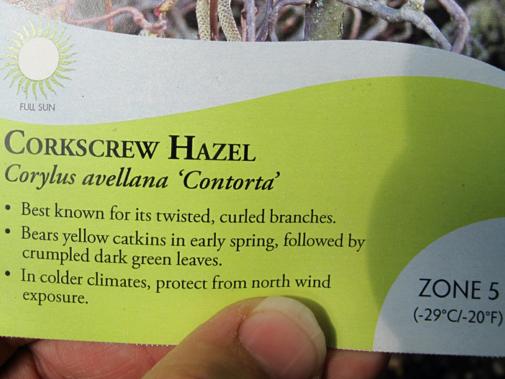 label of corkscrew hazel 
