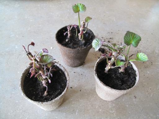 three pots of potato plants