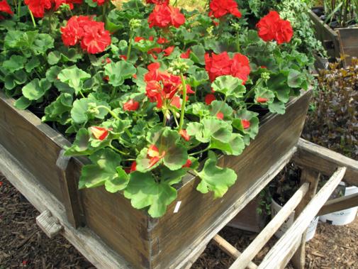 wagon full of red geraniums