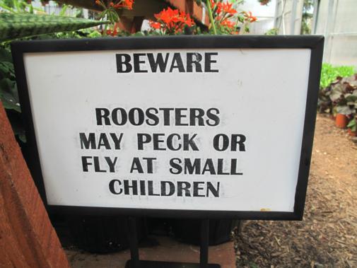 beware signage on roosters