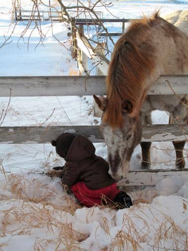 horse reaching out for for the kid wearing brown coat