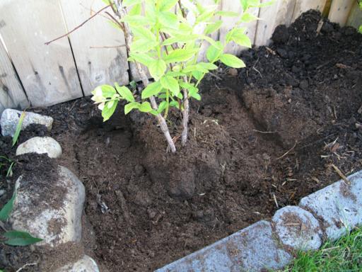 ton of peat moss added around the roots of plant