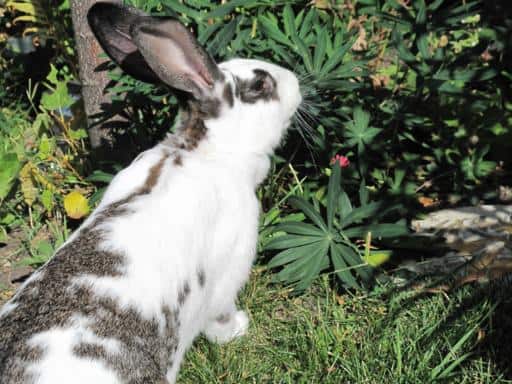 big white grey rabbit staring at the blueberries