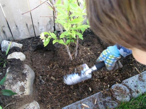young boy adding pine mulch to a plant