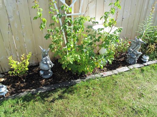 healthy rose bushes in the flower bed