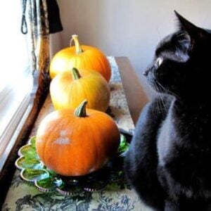 three large pumpkins and a fat black cat on top of table near the window