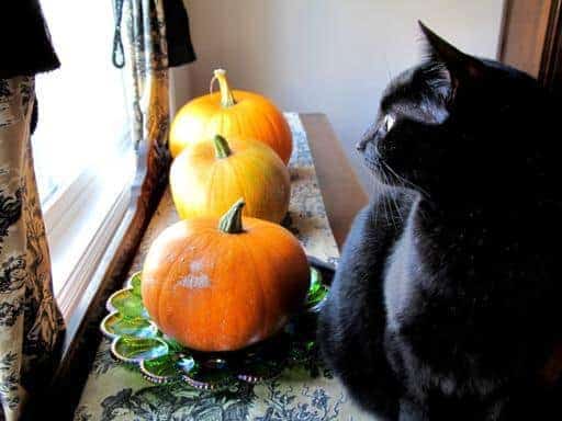 three large pumpkins and a fat black cat on top of table near the window