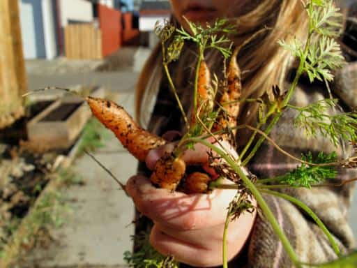newly harvest carrots on hand