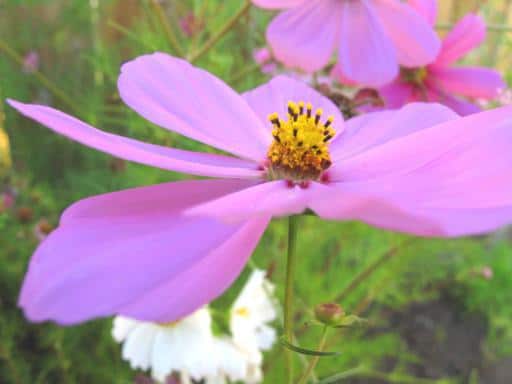 close up of pink cosmos flower