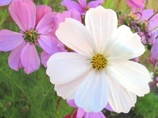 white and pink cosmos flower