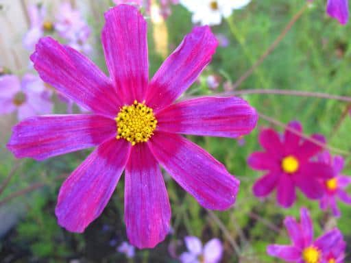 close up of pink cosmos flower