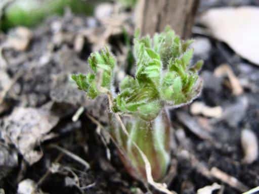 close up of new growth delphinium