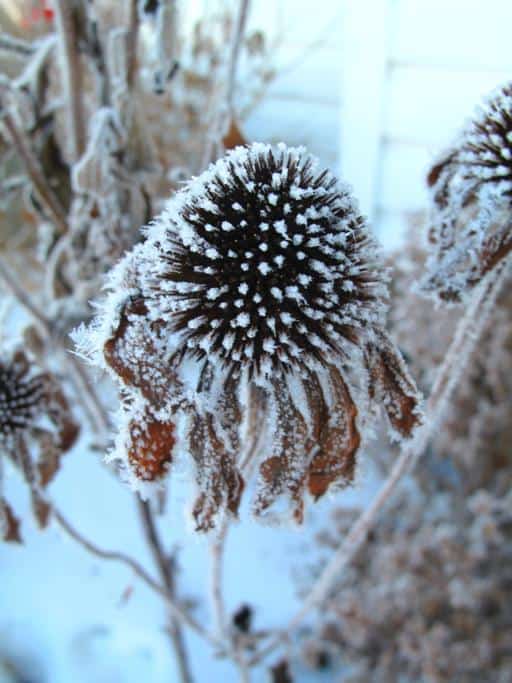 close up of echinacea with snow