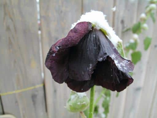 dark violet droopy flower with snow