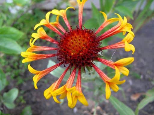 close up of unhealthy gaillardia fanfare flower