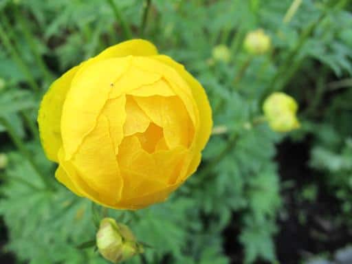 close up of yellow globeflowers