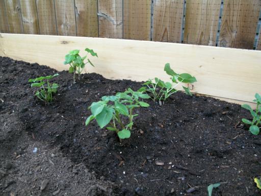sweet potatoes planted in the garden bed