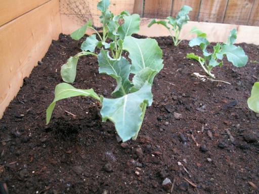 cauliflower planted on the garden box