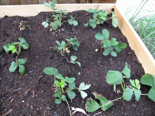 some strawberries planted in the garden box