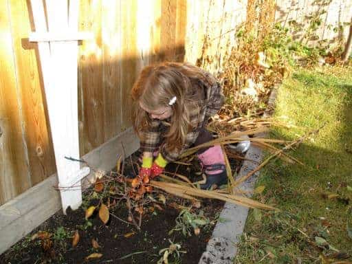 little girl pulling out all the dead gladiolas in the plant bed