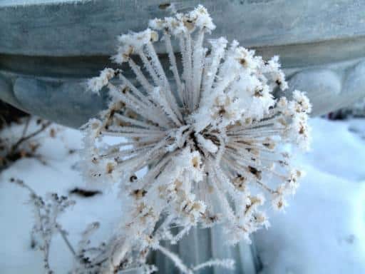 giant allium covered with frost
