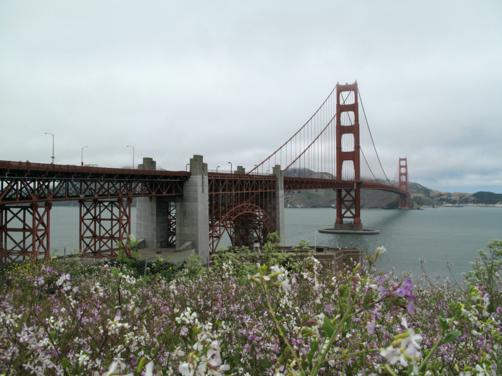 San Francisco bridge with some view of blooming plants