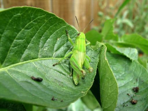 close up of a grasshopper in a leaf