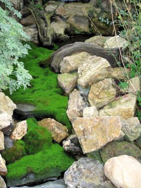 green moss in adobe rocks of different sizes