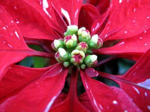 green center of a red poinsettia flower