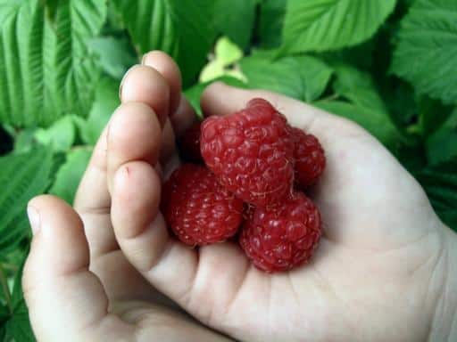 pieces of raspberries in the palm of a kid