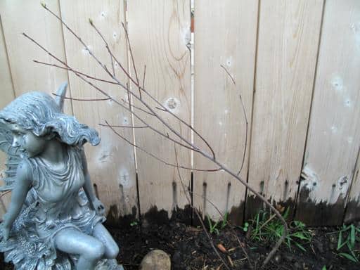 Northline saskatoons in the garden planter, an angel figurine in display
