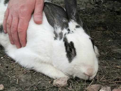 close up of white spotted rabbit